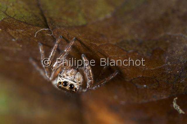 Salticidae_4699.JPG - France, Araneae, Salticidae, Araignée sauteuse ou Saltique (Evarcha arcuata), femelle, Jumping spider